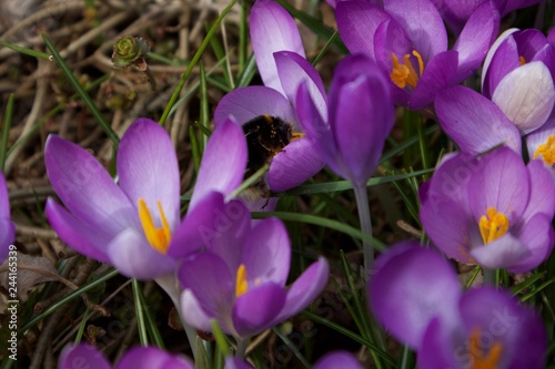 Frühlingserwachen II