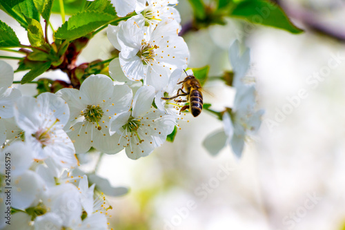 Canvastavla The bee collects honey from the flowers of cherries