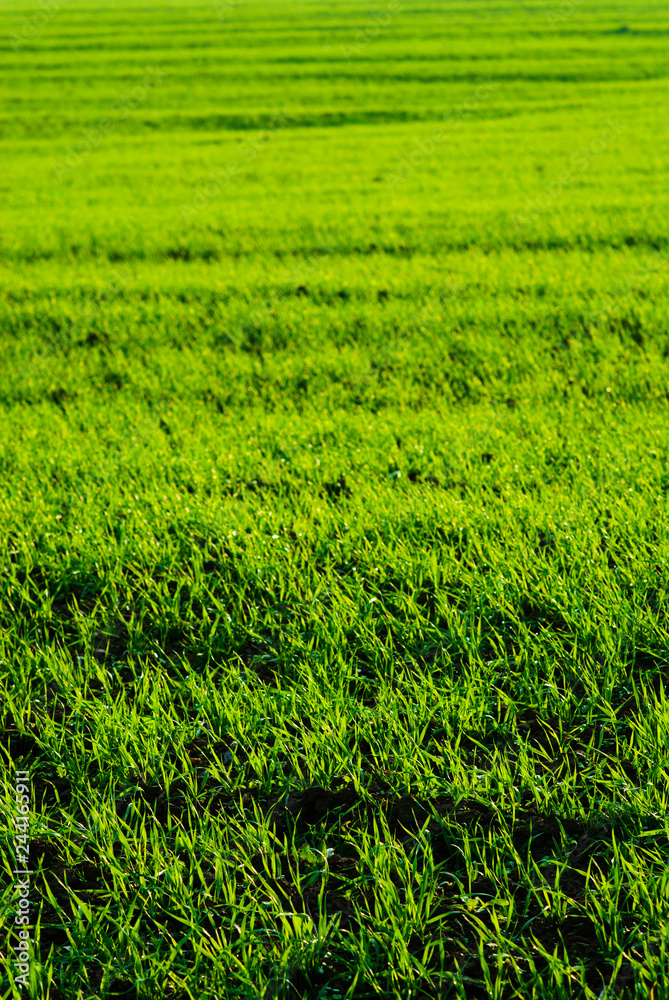 agricultural field agricultural field