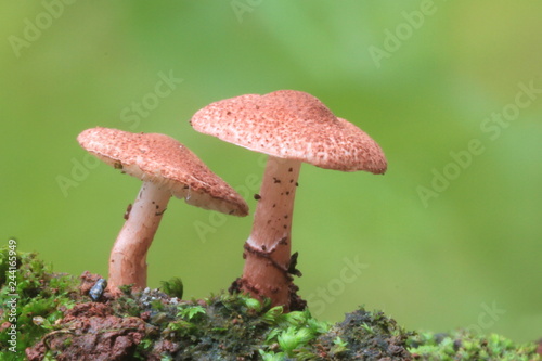 Two mushroom on green background