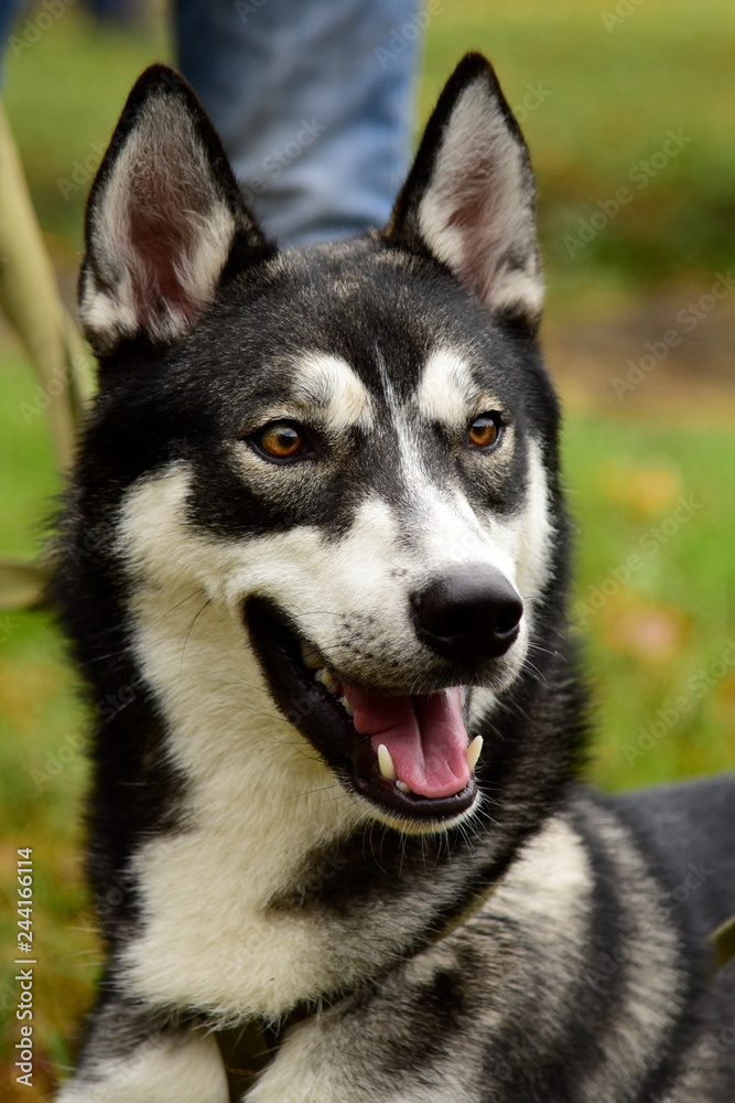 Portrait Husky dog with interesting eyes outdoors