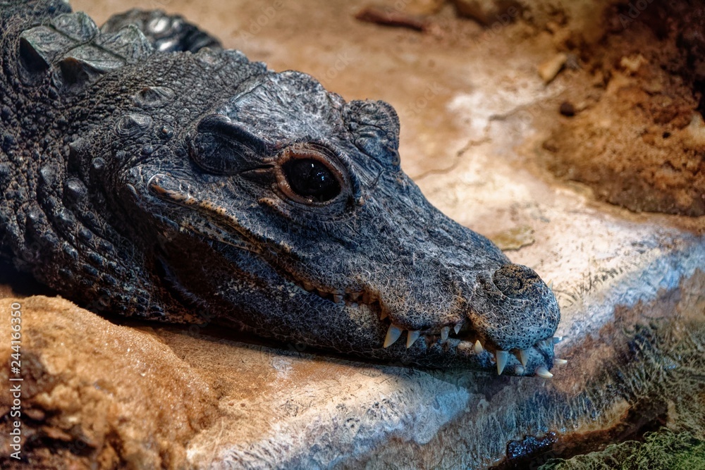 Naklejka premium Caiman