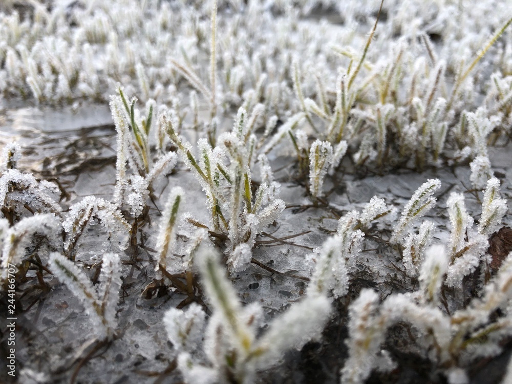 Raureif Frost Winter Raureif Frost Winter