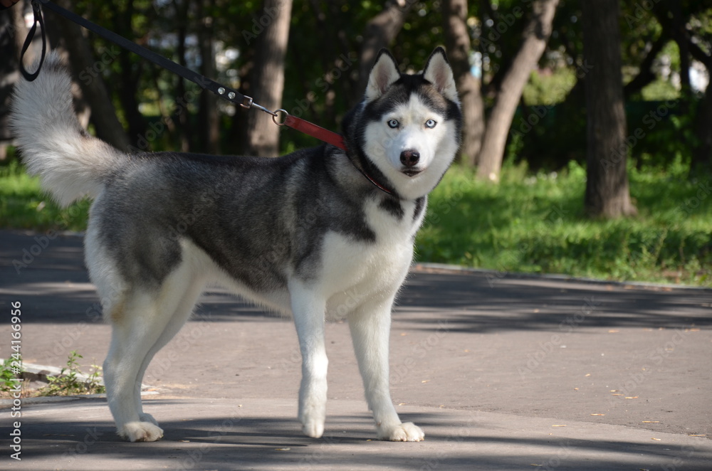 siberian husky