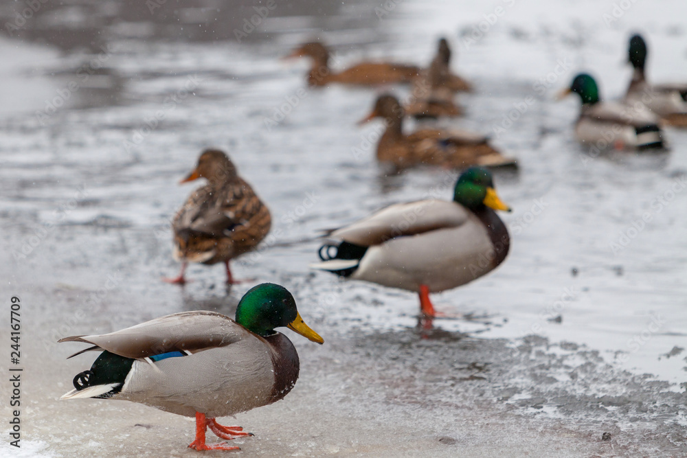 Flock of Mallard Ducks in flight over winter lake and forest lan Flock of Mallard Ducks in flight over winter lake and forest lan