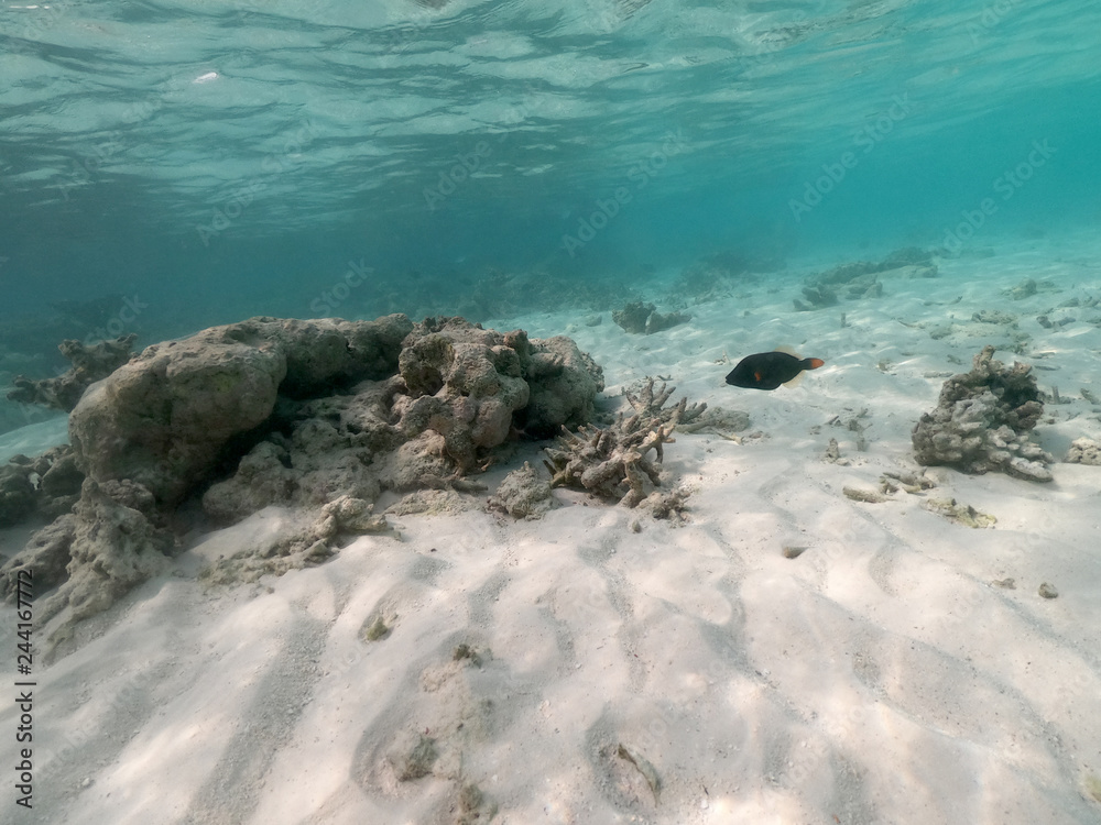 Underwater coral reef and fish in Indian Ocean, Maldives. Tropical clear turquoise water Underwater coral reef and fish in Indian Ocean, Maldives. Tropical clear turquoise water
