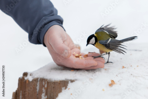 Close-up side view of a yellow big tit Parus major cute bird on a men's hand. Winter and wildlife care concept.