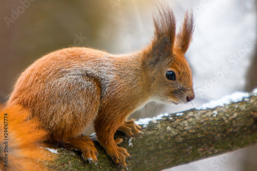 Close up Red and Grey Squirrel (Sciurus Vulgaris) sitting on a log staring at camera