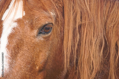 beautiful brown horse portrait in the nature