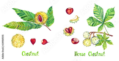 Chestnut (Castanea sativa or Sweet chestnut) and Horse chestnut (Aesculus hippocastanum or conker tree) leaf and conker, hand painted watercolor illustration isolated on white set