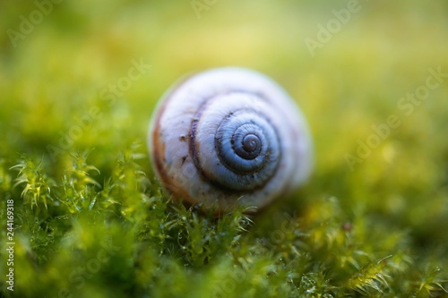 little snail on the green plant in the nature