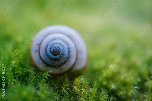 little snail on the green plant in the nature