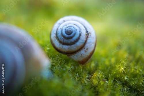 little snail on the green plant in the nature