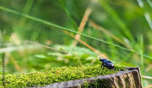 Dor beetle (Geotrupes stercorarius)