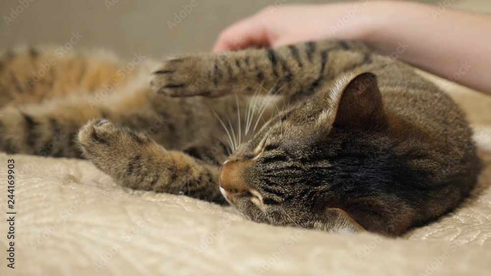 Woman stroking her lovely a cute sleeping cat Woman stroking her lovely a cute sleeping cat
