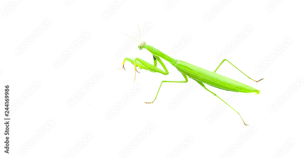 mantis on white wall. beautiful insect mantis on white wall. beautiful insect