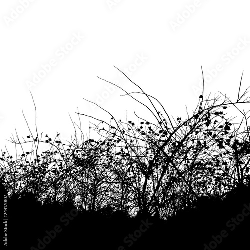 dense thickets of bushes in the Park on a white background (Vector illustration)