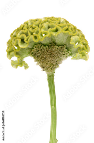 Green cockscomb flower on white background.