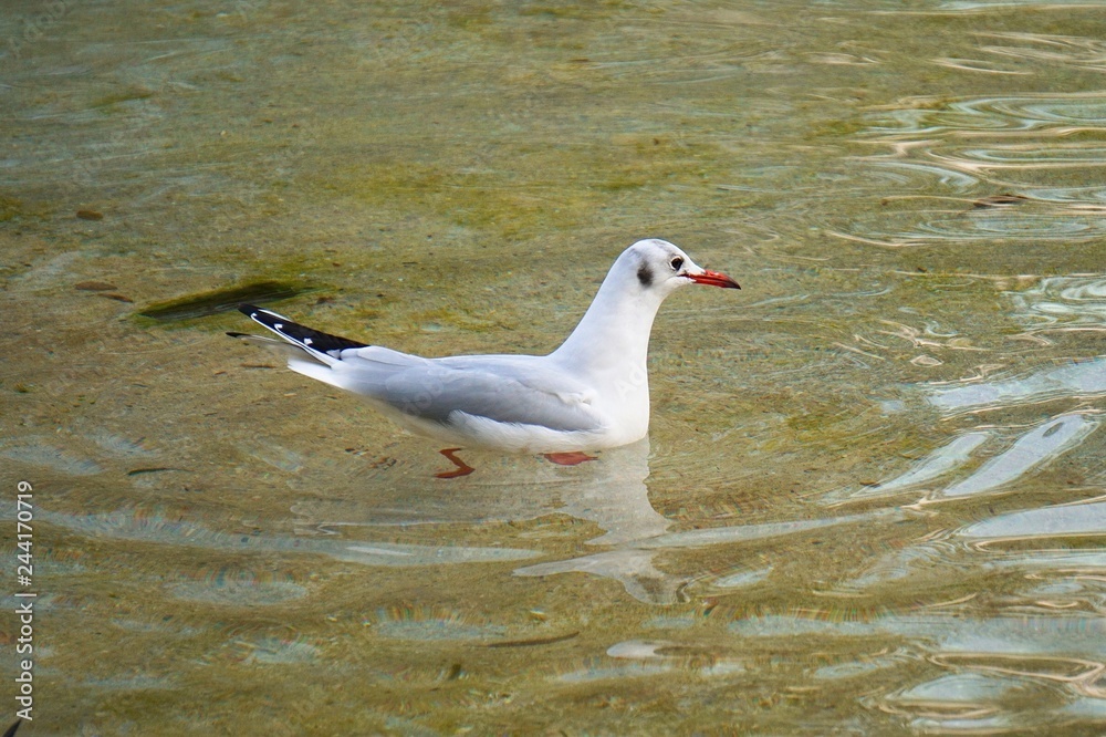 white seagull bird in the water in the lake white seagull bird in the water in the lake
