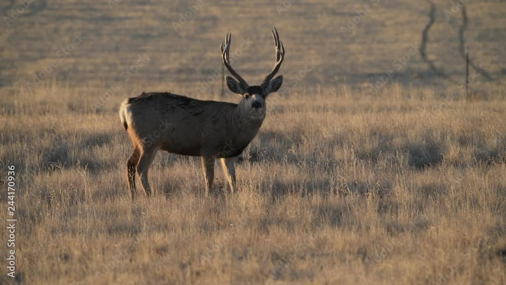 A Beautiful Mule Deer Trophy Buck Grazing in a Field and Observing Its Surroundings