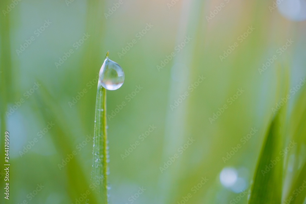 raindrops on the green grass plant in the garden in the nature raindrops on the green grass plant in the garden in the nature