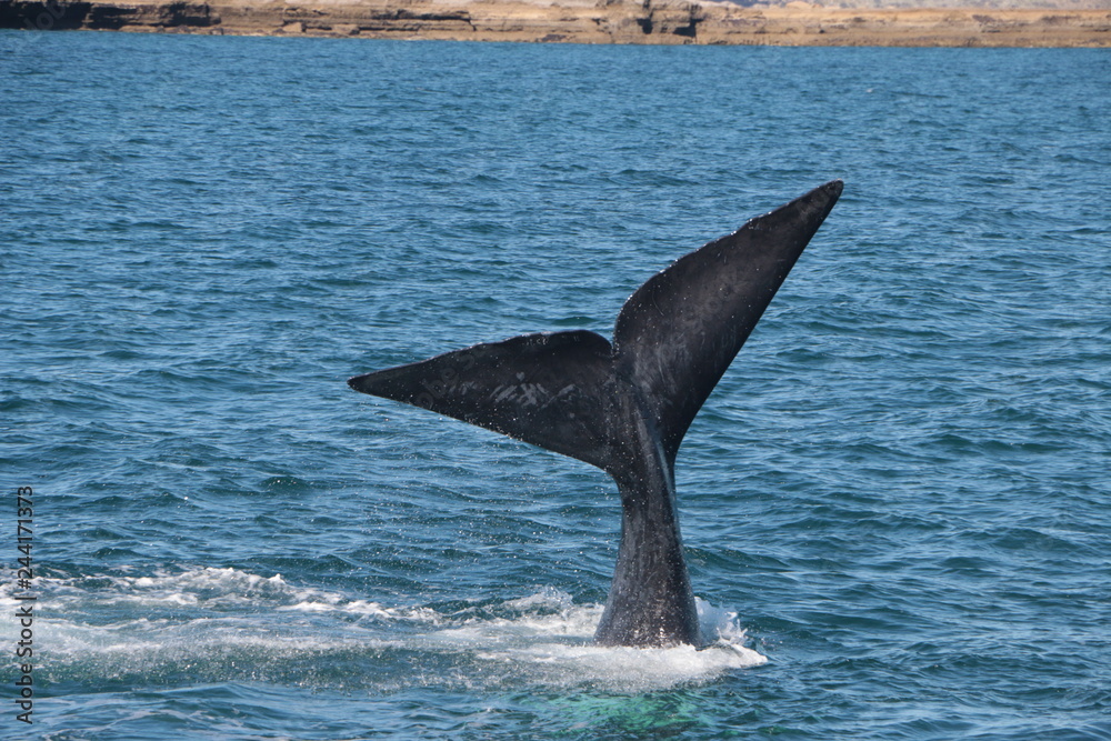 Naklejka premium Baleine franche australe