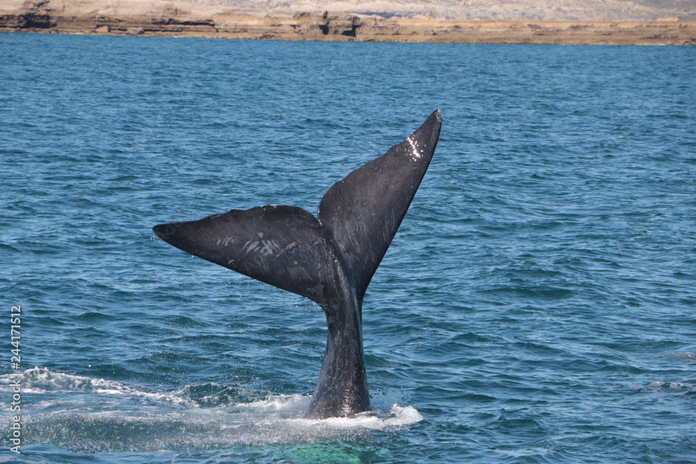 Fototapeta premium Baleine franche australe