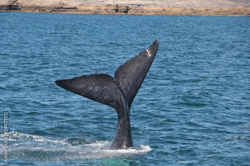 Baleine franche australe