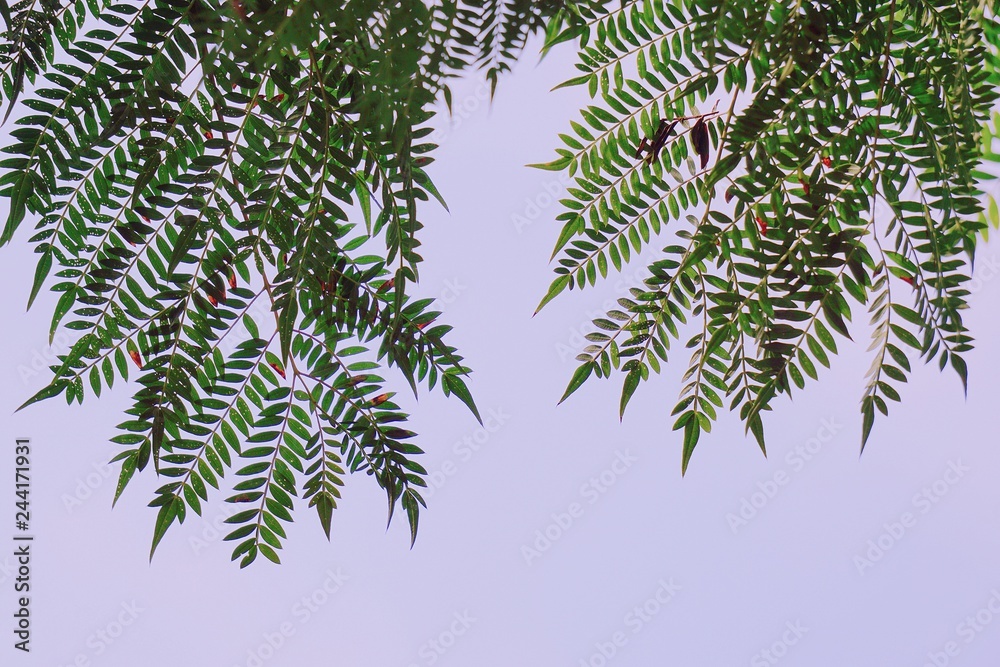 abstract green tree leaves in the nature