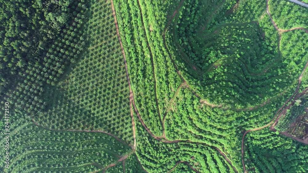 Row of Palm trees plantation on high mountain in tropical rainforest Aerial view Drone flying shot Row of Palm trees plantation on high mountain in tropical rainforest Aerial view Drone flying shot