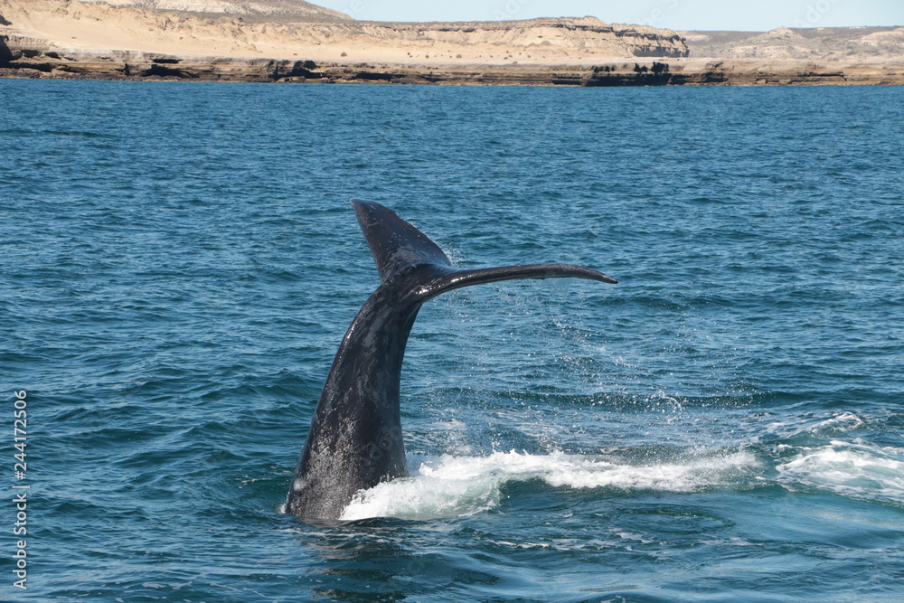 Naklejka premium Baleine franche australe