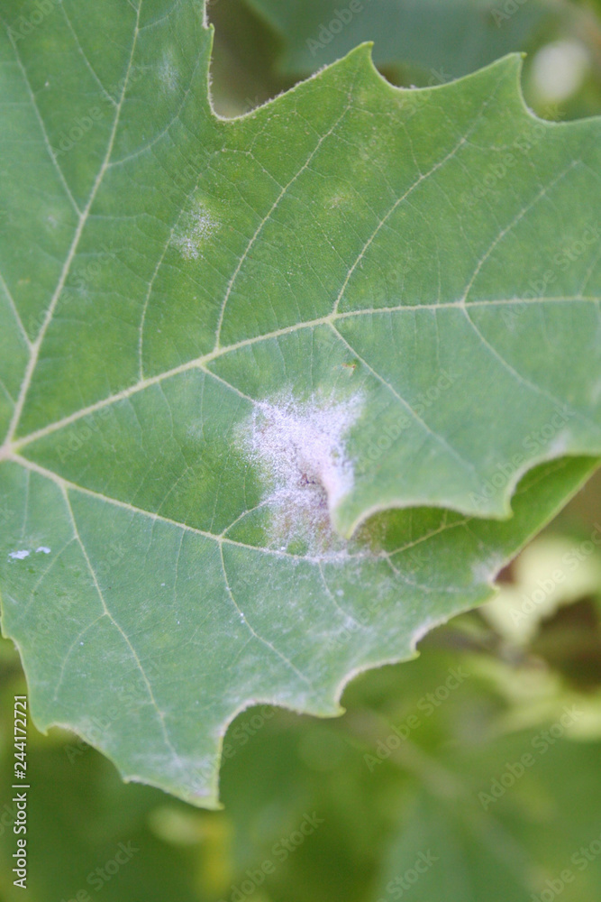 White spots on a Plane tree leaf on branch. Plane tree with disease Stock Photo Adobe Stock