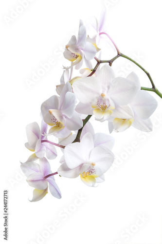 Fototapeta Naklejka Na Ścianę i Meble -  Flowers of white orchids
