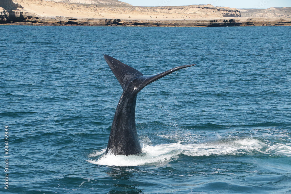 Fototapeta premium Baleine franche australe