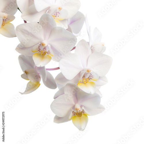 Flowers of white orchids
