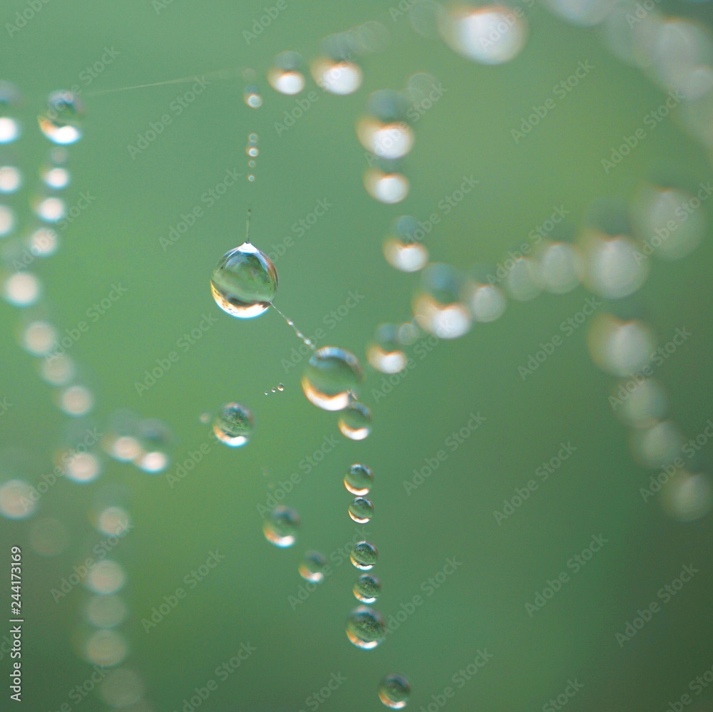 raindrops on the beautiful spider web in the nature raindrops on the beautiful spider web in the nature