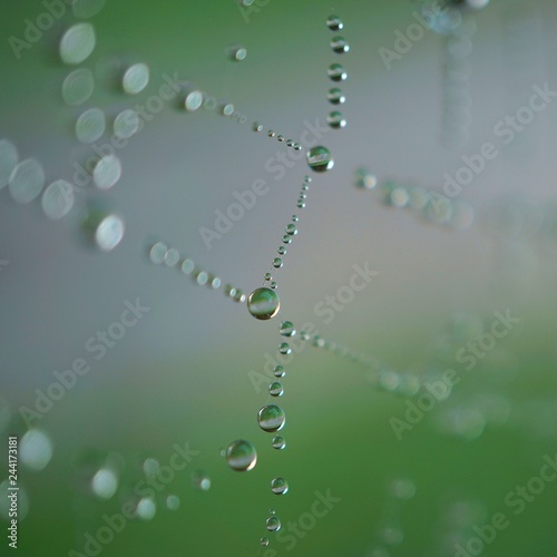 raindrops on the beautiful spider web in the nature