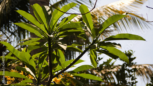 Lush foliage in tropical forest. tropical vegetation. Sun shining to the palm leaf in tropical forest