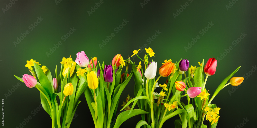 Tulips and Daffodils on blurry dark green background. High resolution Image - obrazy, fototapety, plakaty 