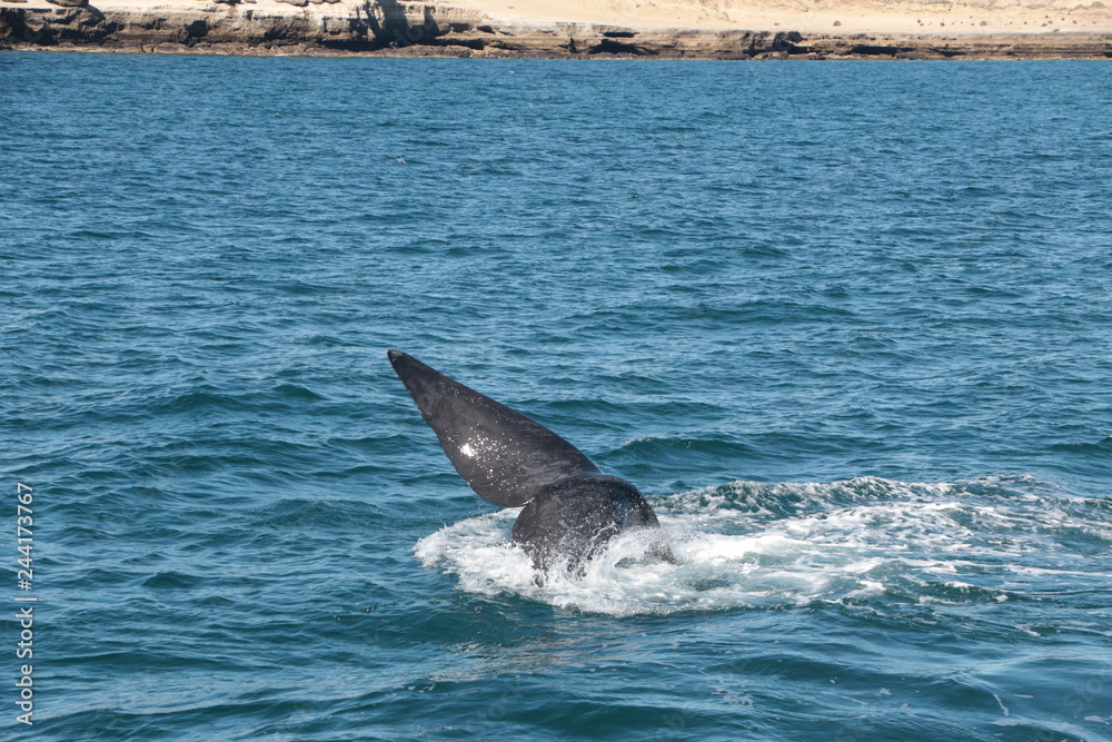 Fototapeta premium Baleine franche australe