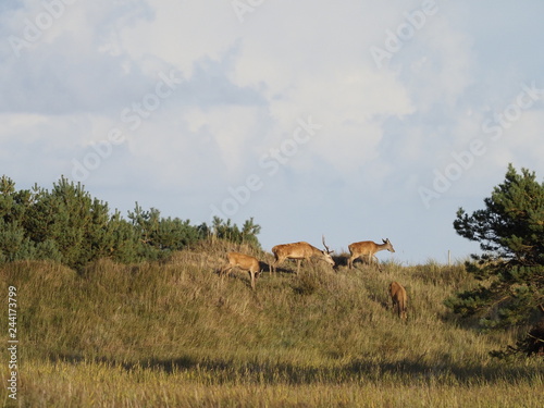 Rothirsche, Cervus elaphus, am Darßer Ort, Nationalpark Vorpommersche Boddenlandschaft, Mecklenburg Vorpommern, Deutschland photo