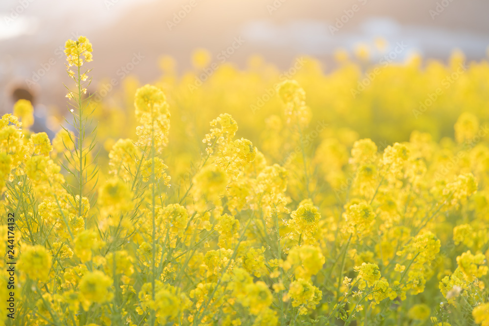 菜の花 菜の花