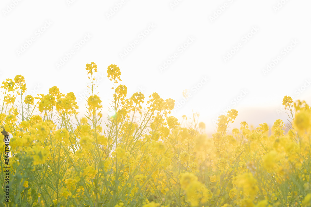 Obraz premium 菜の花