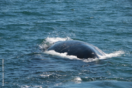 Baleine franche australe © Regis Doucet