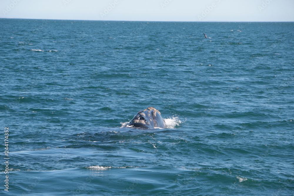 Fototapeta premium Baleine franche australe