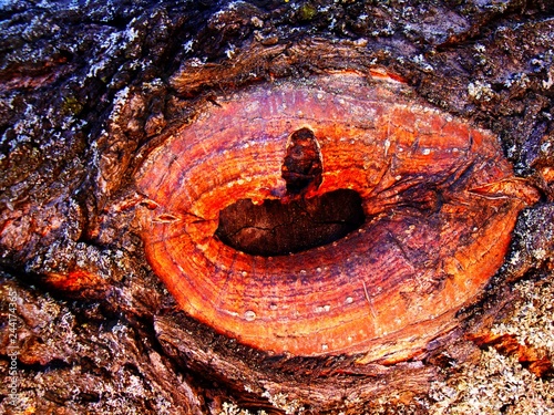 Hole in the bark of a tree close up, a part of the crust has been removed