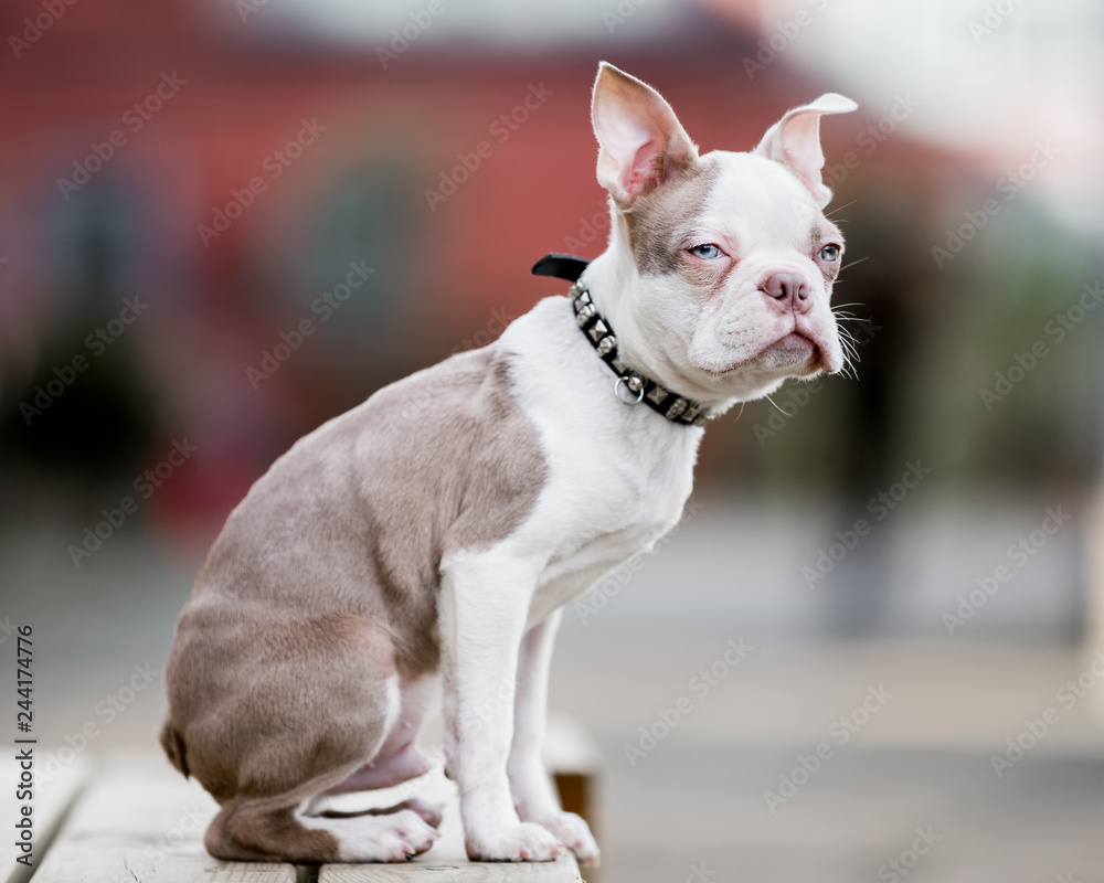 Boston terrier puppy sitting on the edge of a wooden bench or table. portrait from the side.
