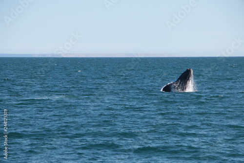 Baleine franche australe © Regis Doucet