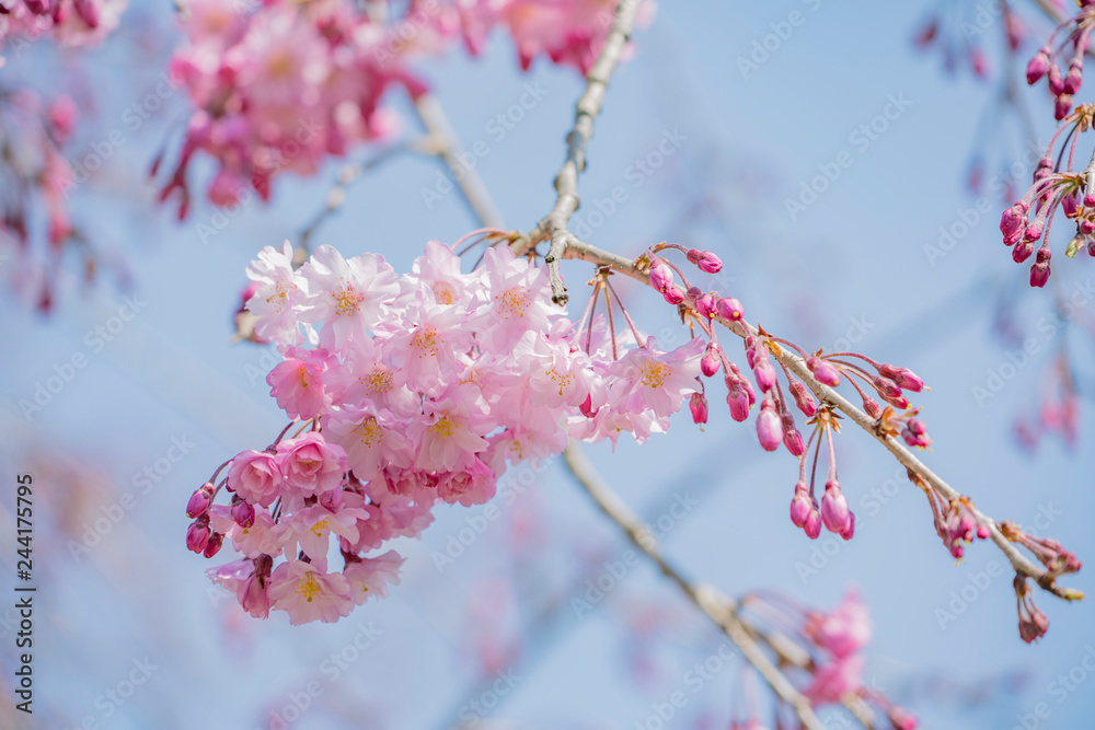 桜と枝20