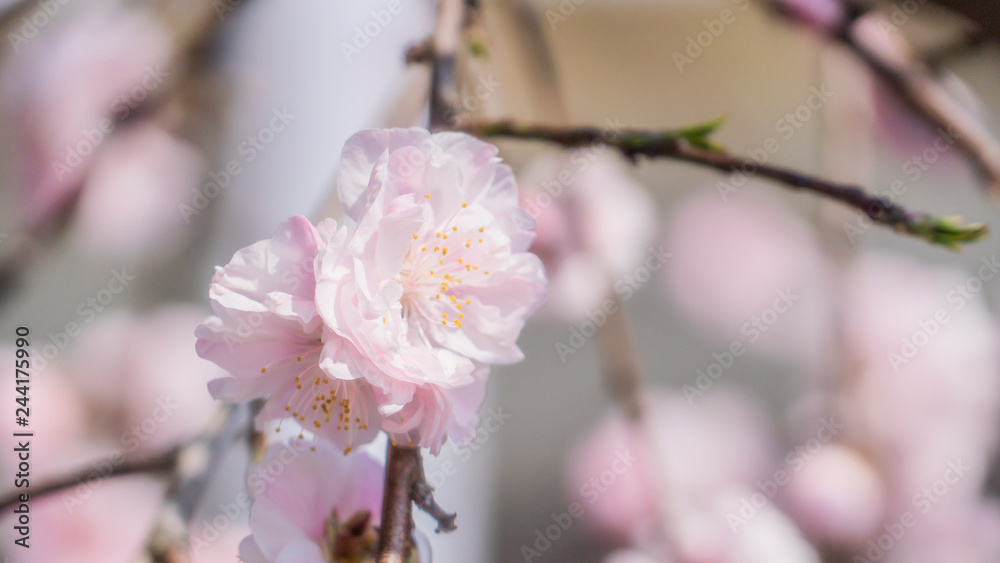 桜と枝1